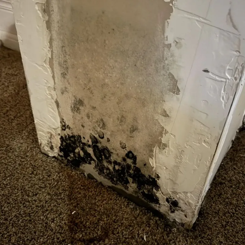 Professional Mold Removal in Powderly, TX